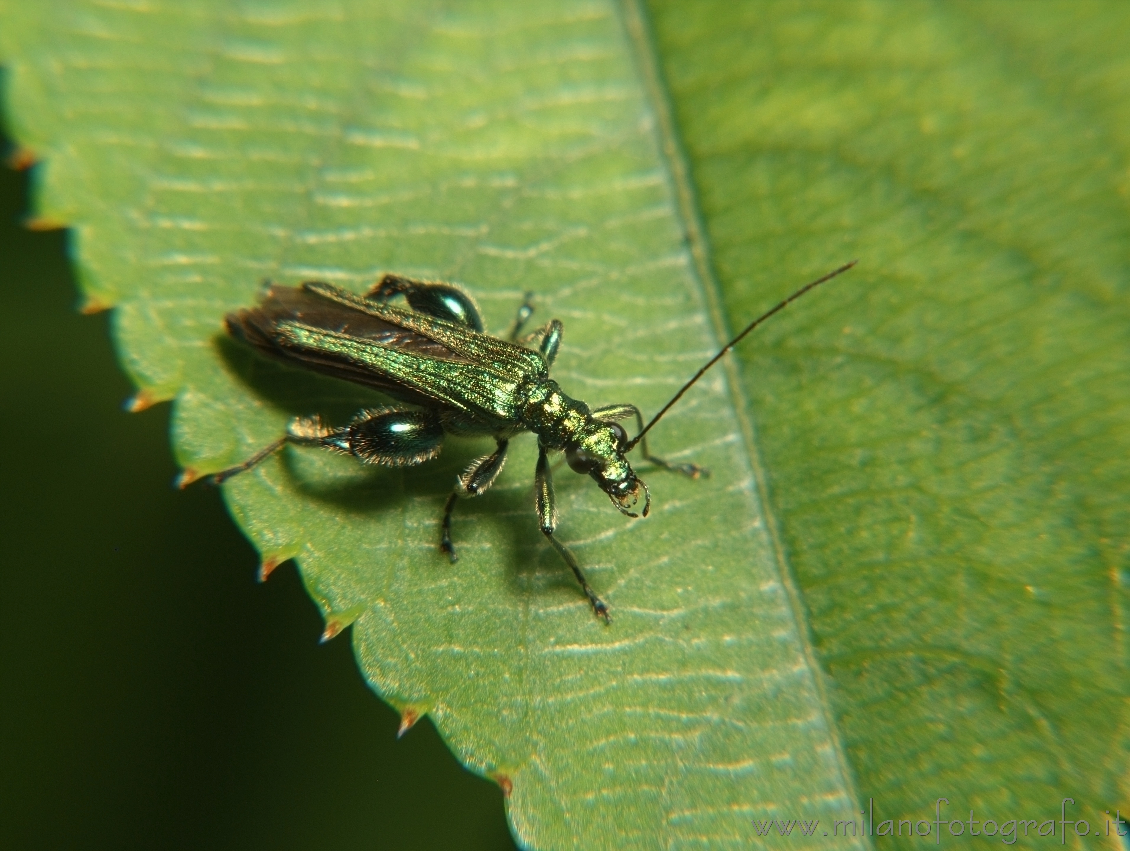 Cadrezzate (Varese) - Oedemera nobilis